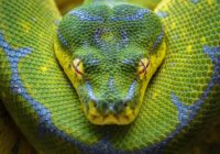 Mitologia e simbolismo dei serpenti